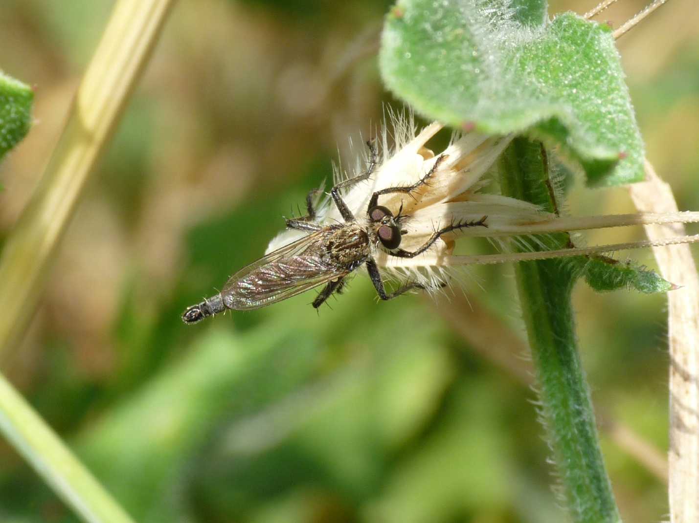 Asilidae mini